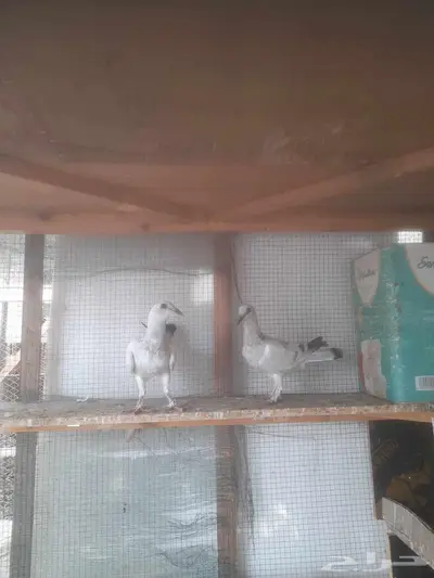 فروخ حمام شامي 3