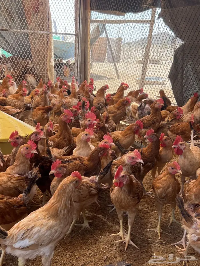 دجاج للبيع 4