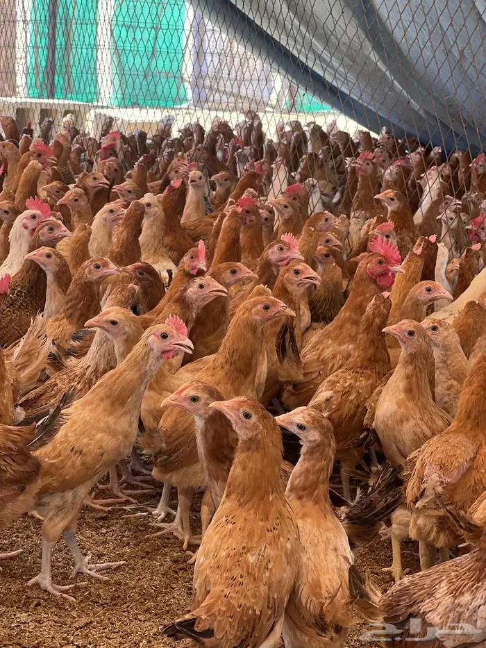 دجاج للبيع 3