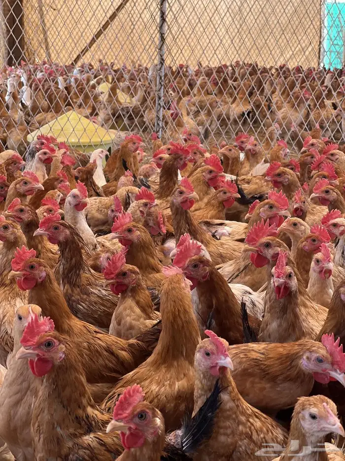 دجاج للبيع 5