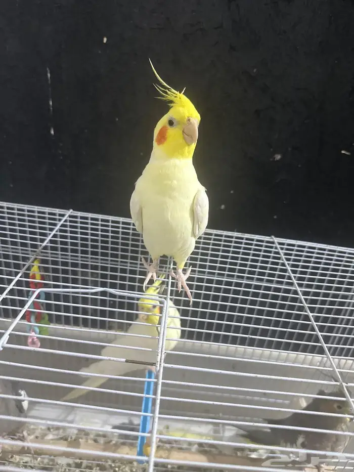 الغريف 0