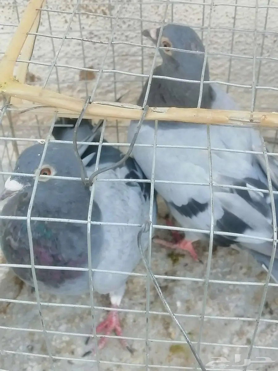 طبات حمام زاجل 0
