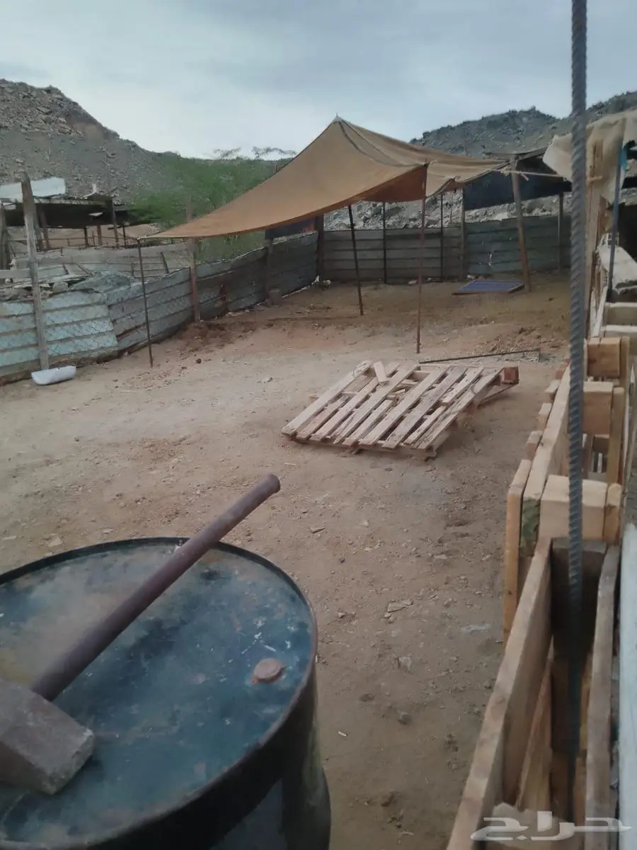 شبوك حلال للأجار 0