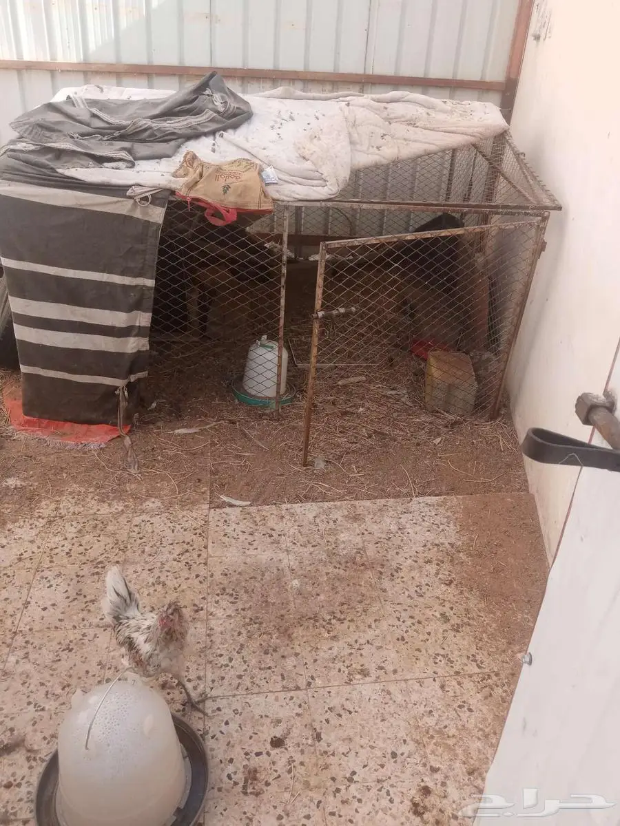 شبك دجاج وملحقاتها 1