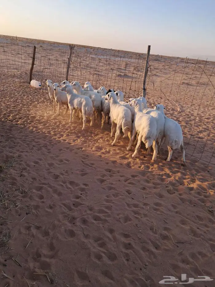 هرافاء هجين رفيد بحري 3