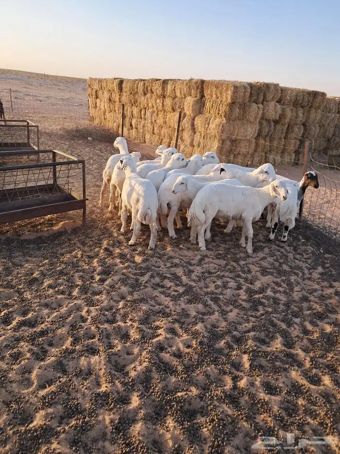 هرافاء هجين رفيد بحري 1