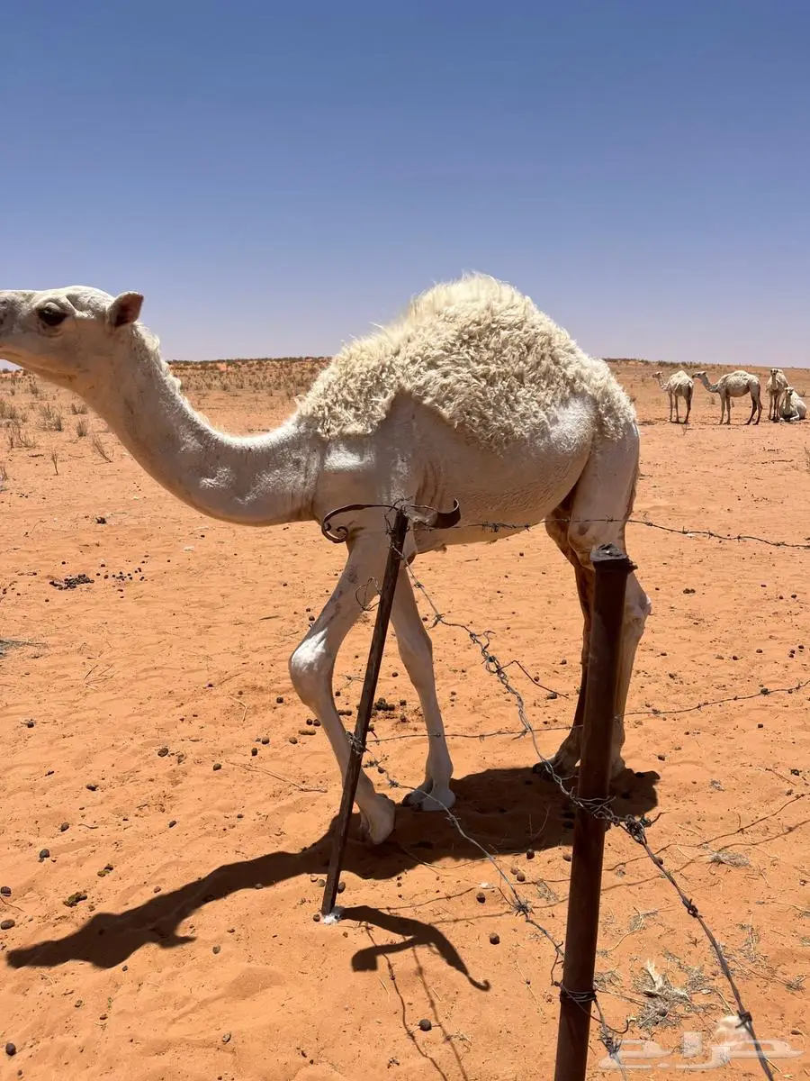 قعود لبيع 0