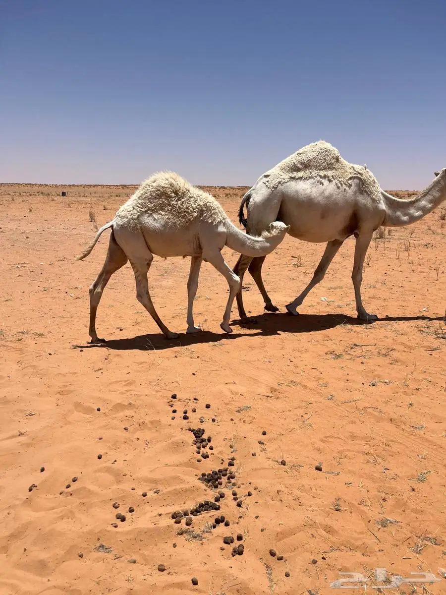 قعود لبيع 2