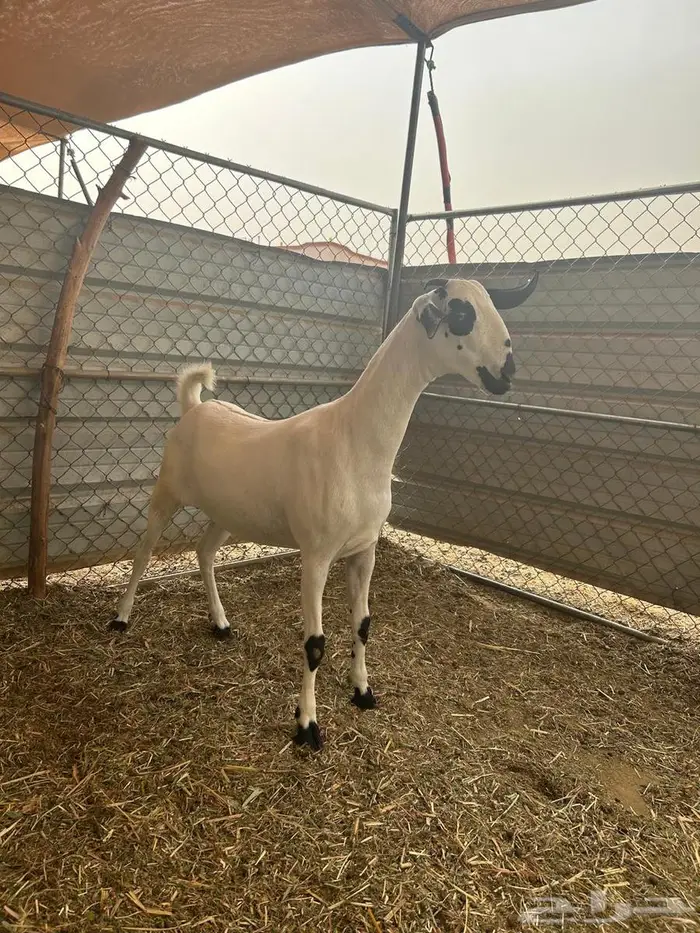 جفره بيشيه فاخره 0