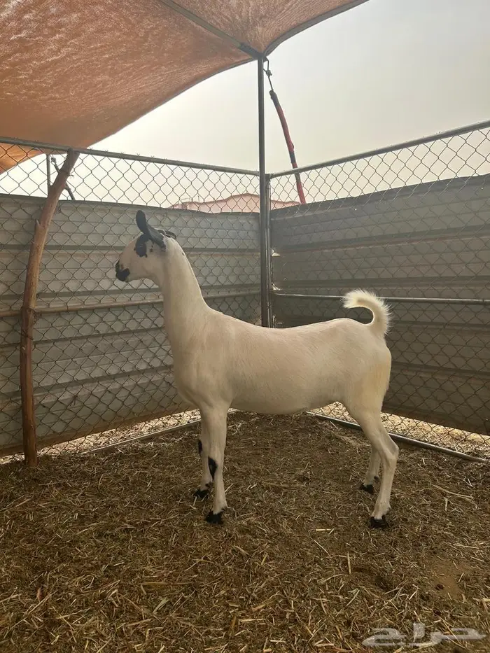 جفره بيشيه فاخره 1