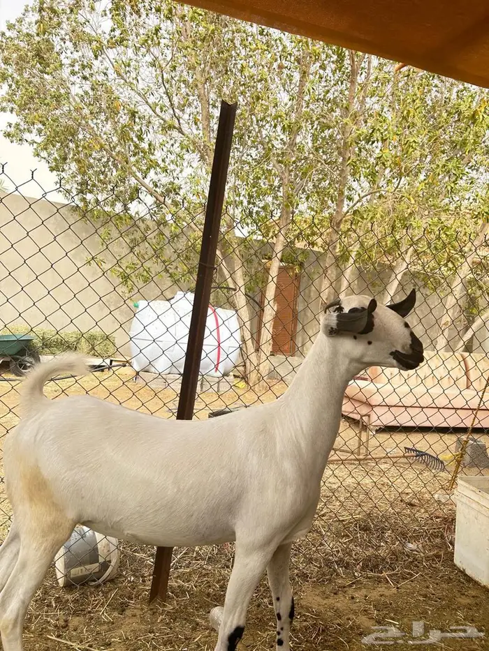 جفره بيشيه فاخره 3