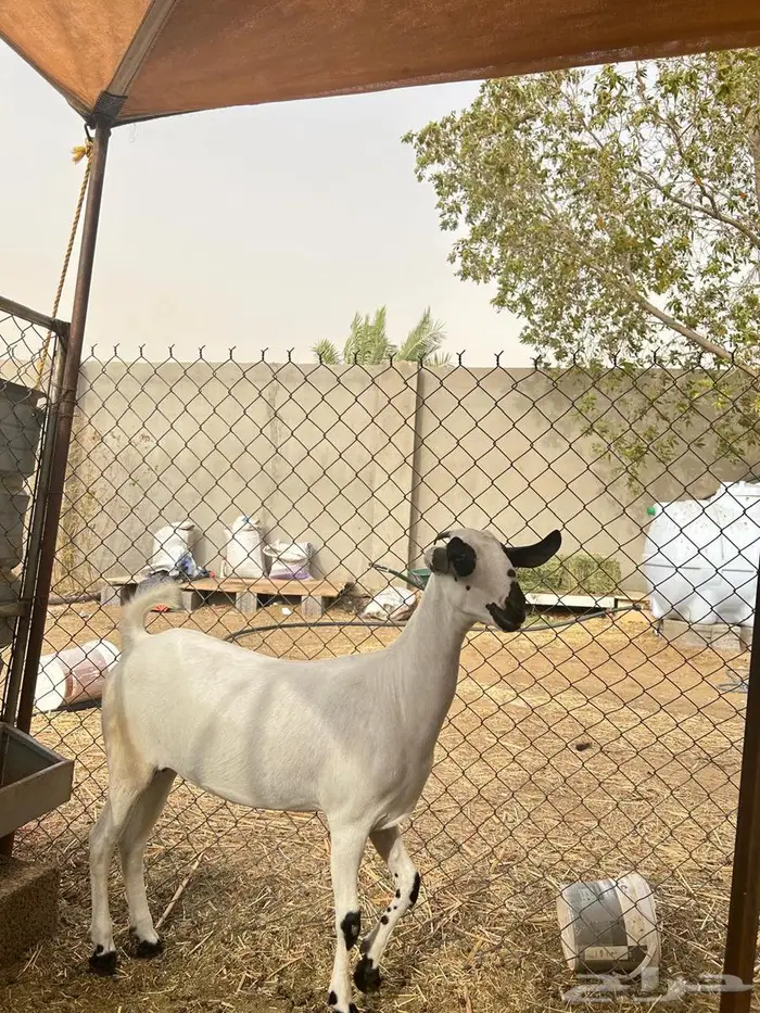 جفره بيشيه فاخره 2