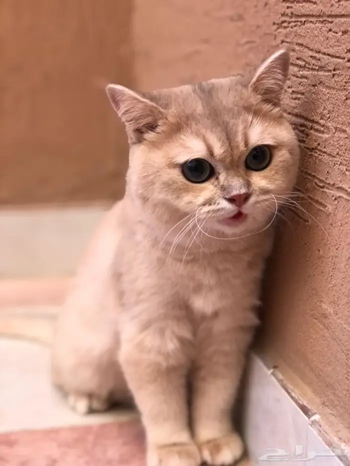 ذكر بيور للبيع 1