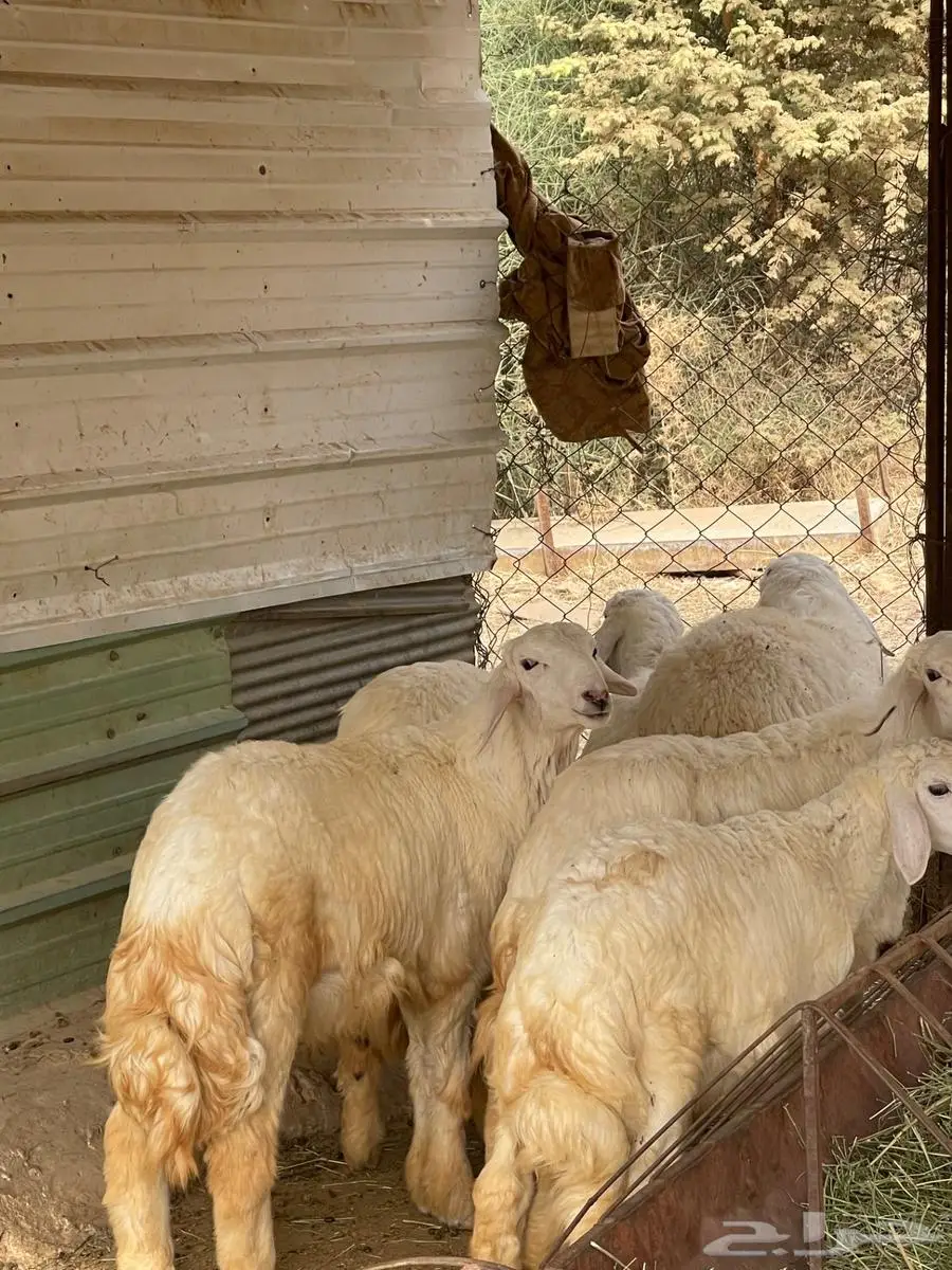 طليان للبيع 3