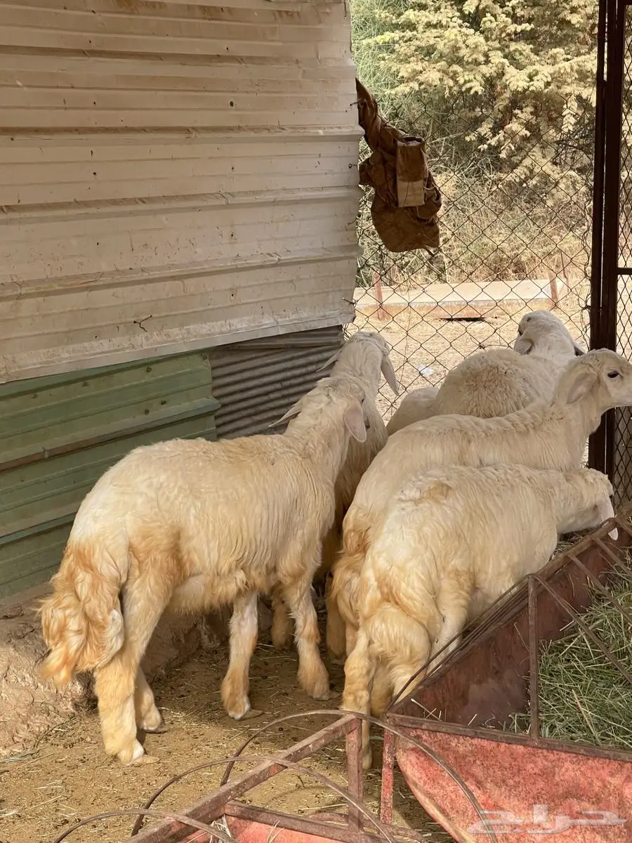 طليان للبيع 5