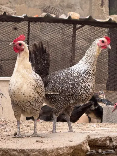 دجاج فيومي 1