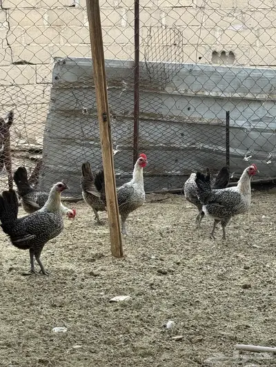 دجاج فيومي 2