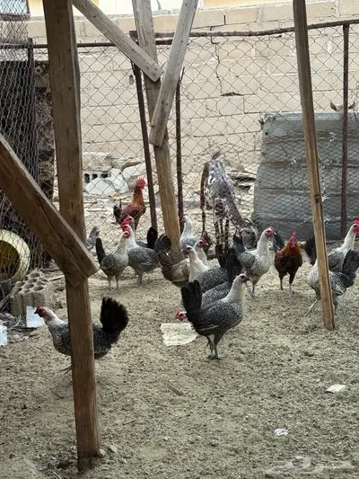 دجاج فيومي 3