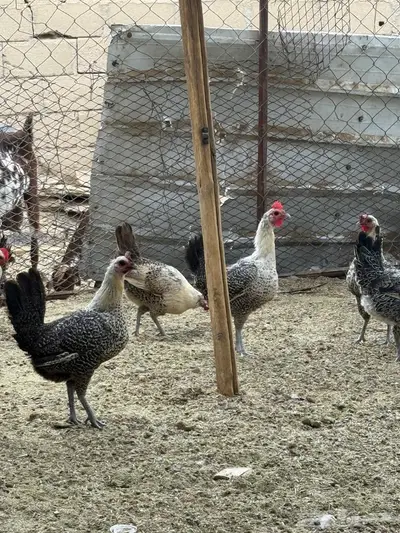 دجاج فيومي 4