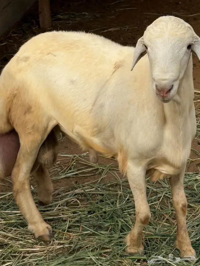 ابو عريش 0