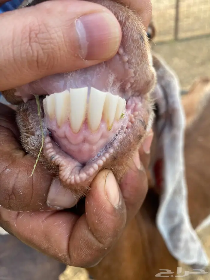 عنز حجازية معها تيس 2