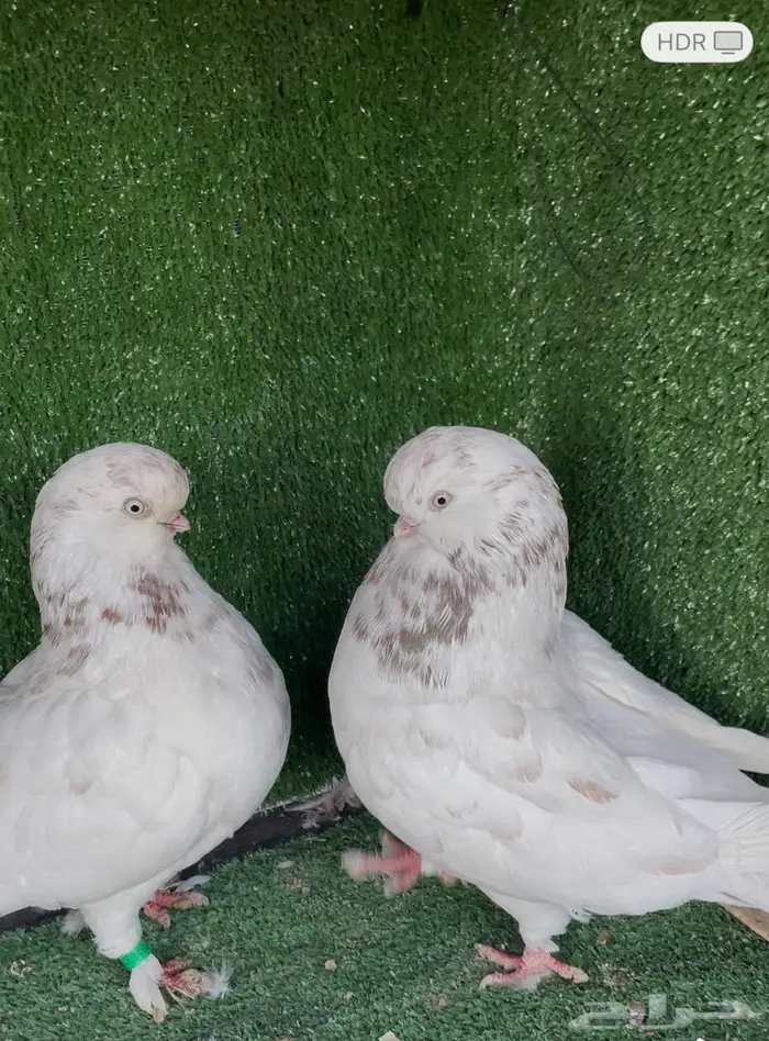 جوز لونق منتج سبلاش 8