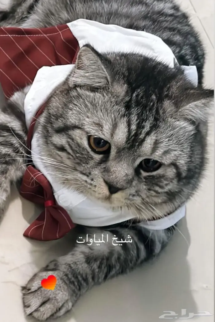 قطه وقط شيرازي 2