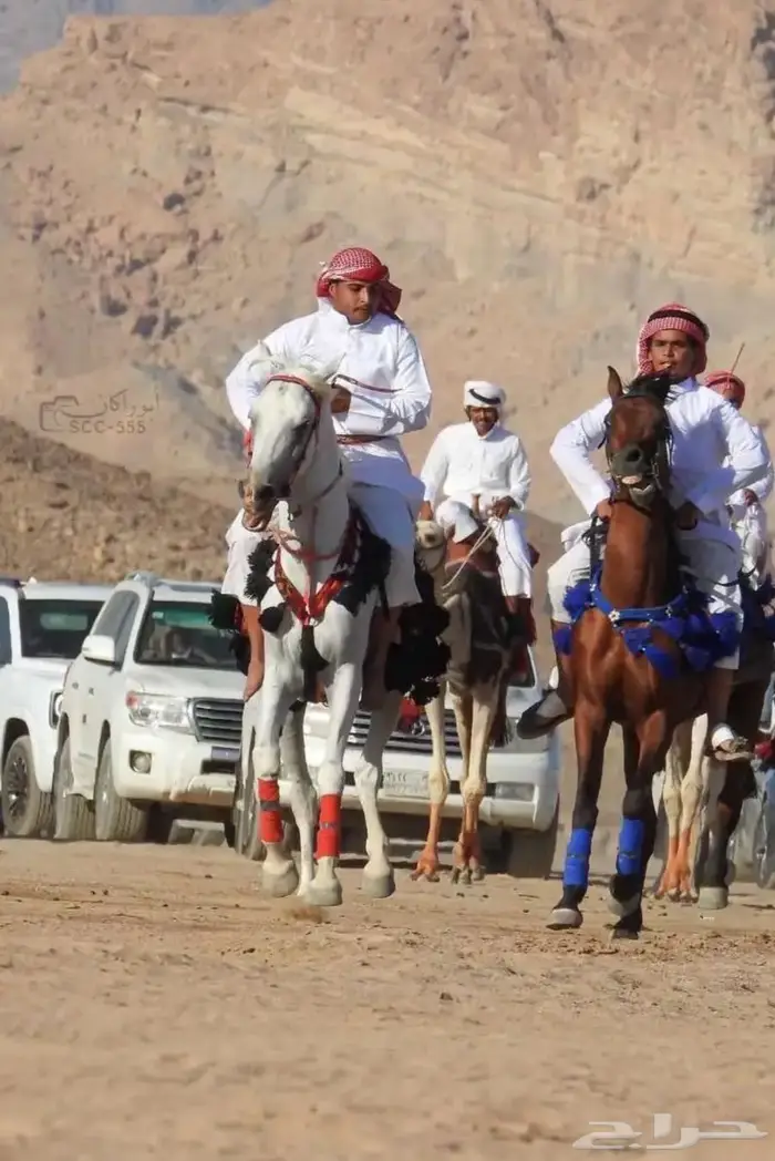 حصان للبيع الموقع البدع 0
