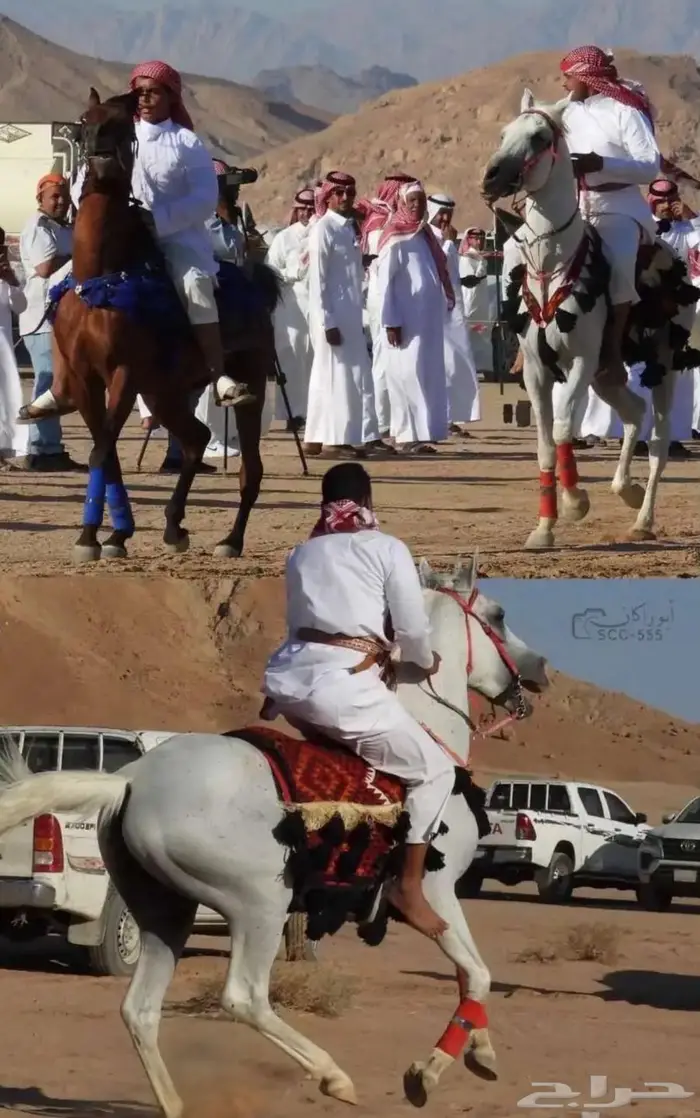 حصان للبيع الموقع البدع 4
