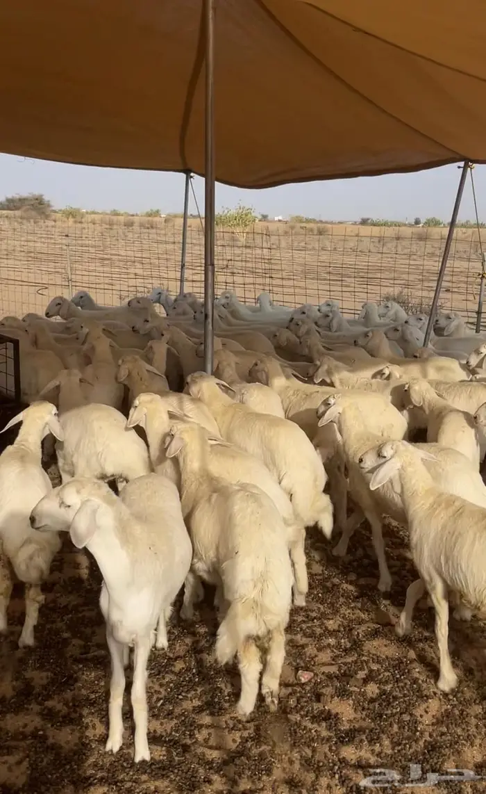للبيع 100 راس رخال مقنى صنف 0