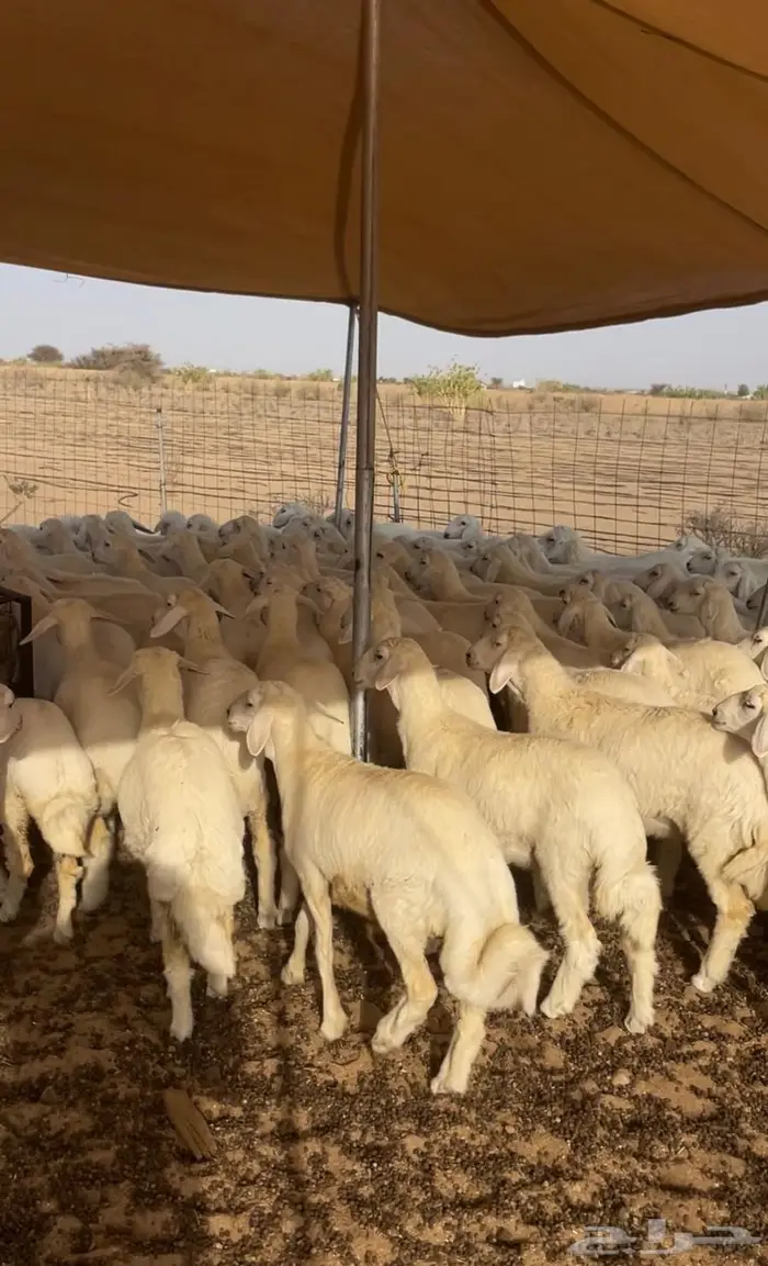 للبيع 100 راس رخال مقنى صنف 1