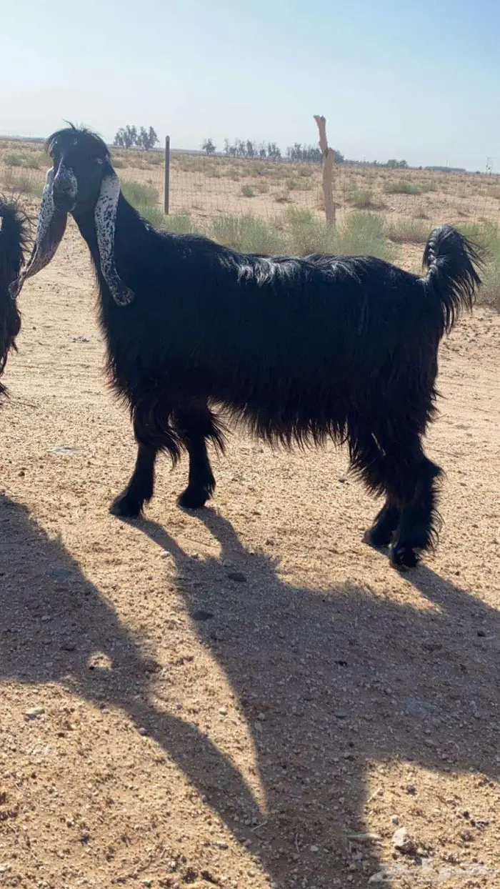 ثلاث معزا عوارض 3