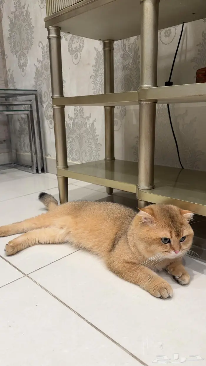 للتزاوج قط ذكر سكوتش فولد 0