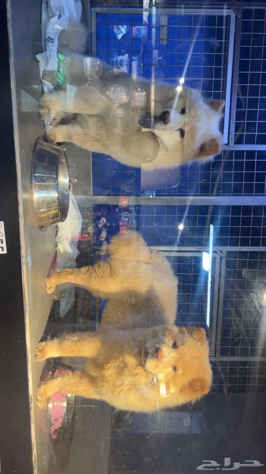 كلاب تشاو تشاو Chow Chow بيور 0