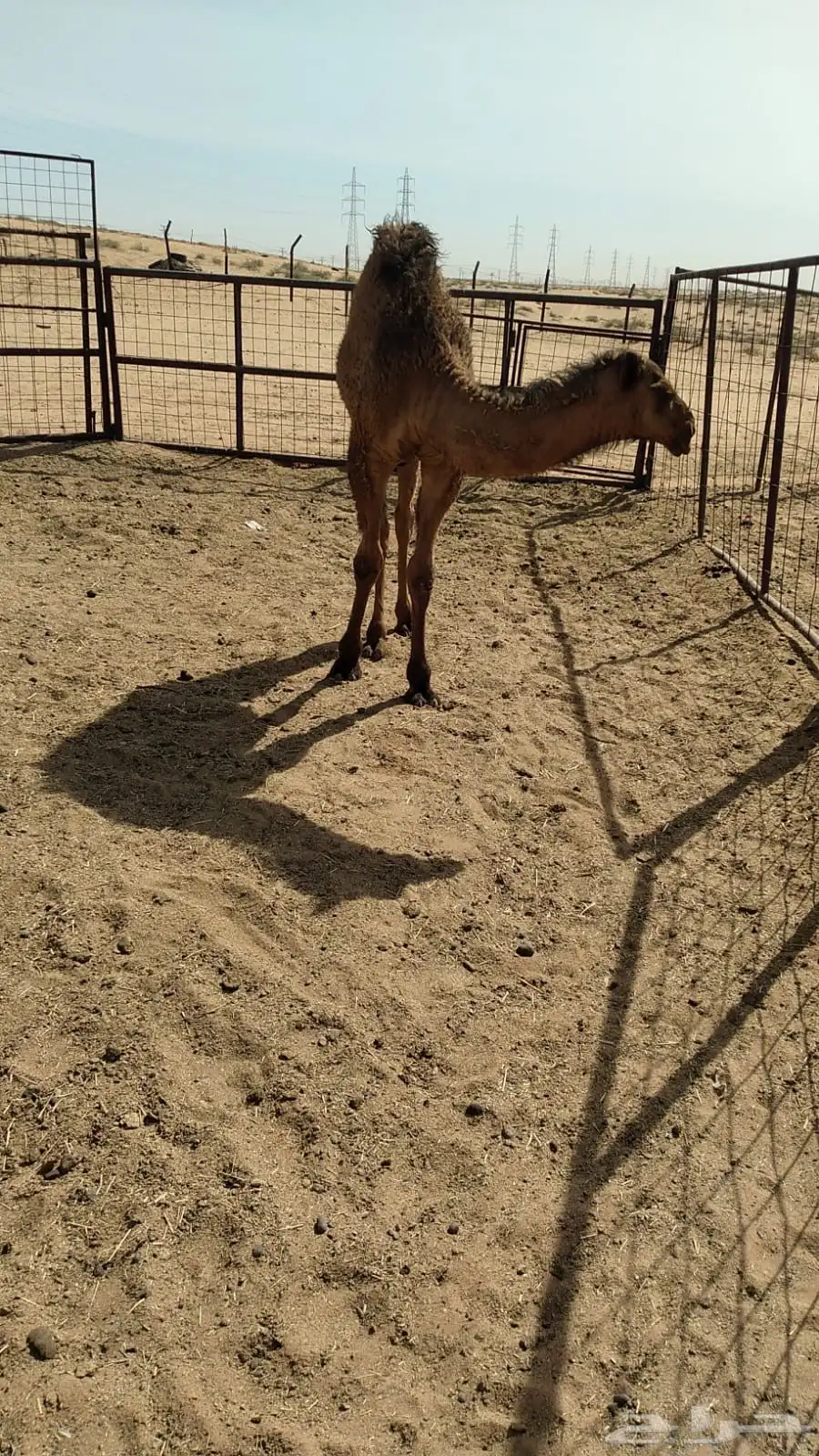 رحول أعشرا 2