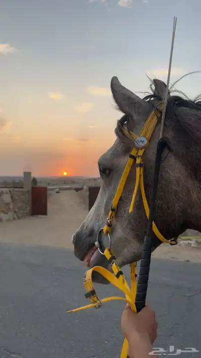 حصان شعبي كفو 0