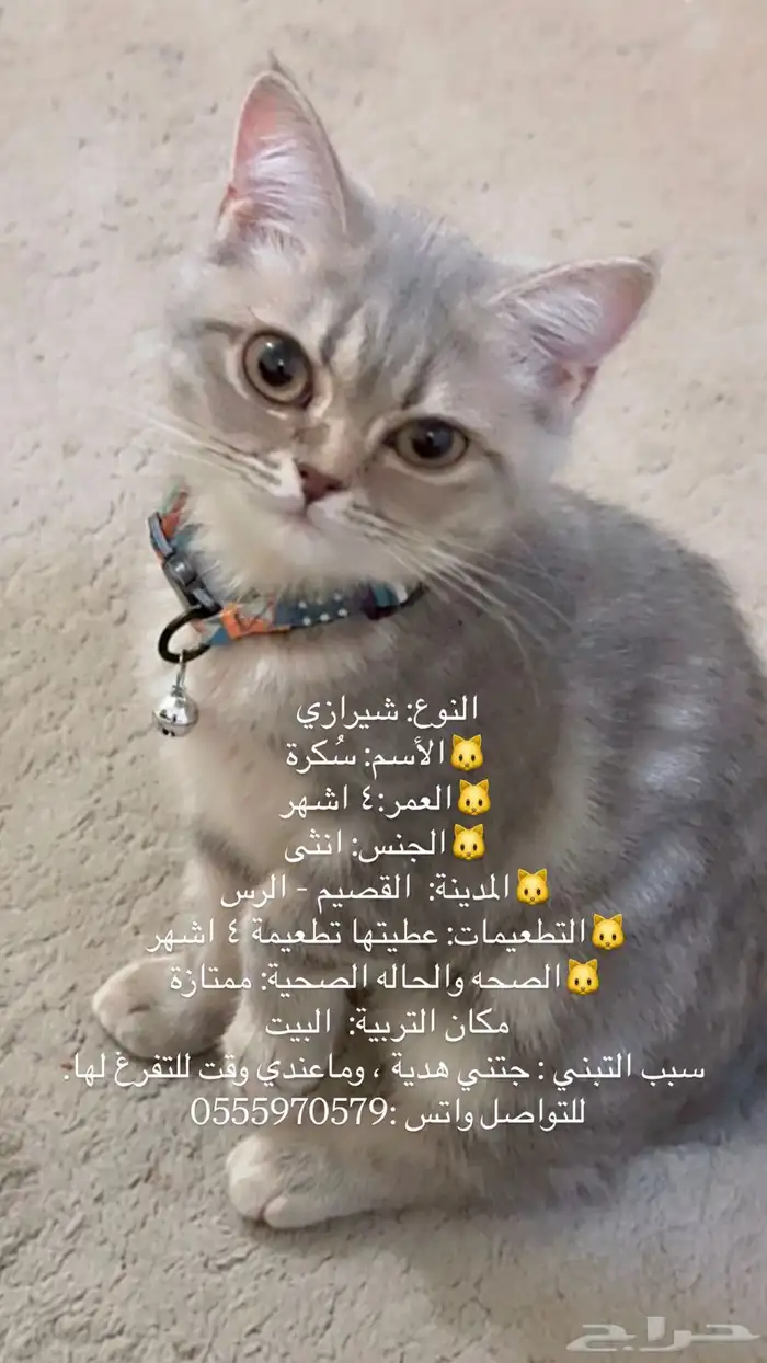 قطوه 0