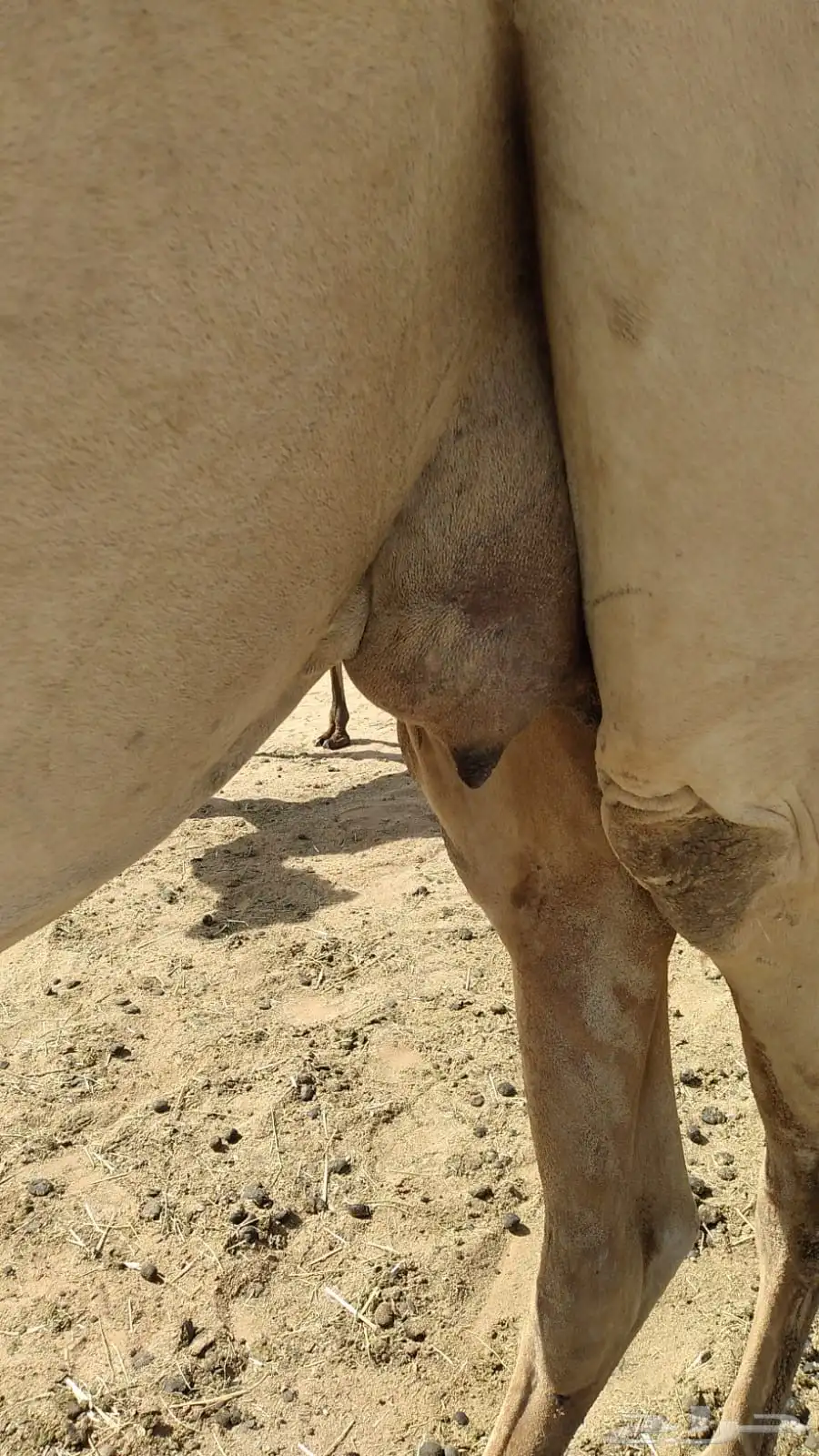 رحول أعشرا 0