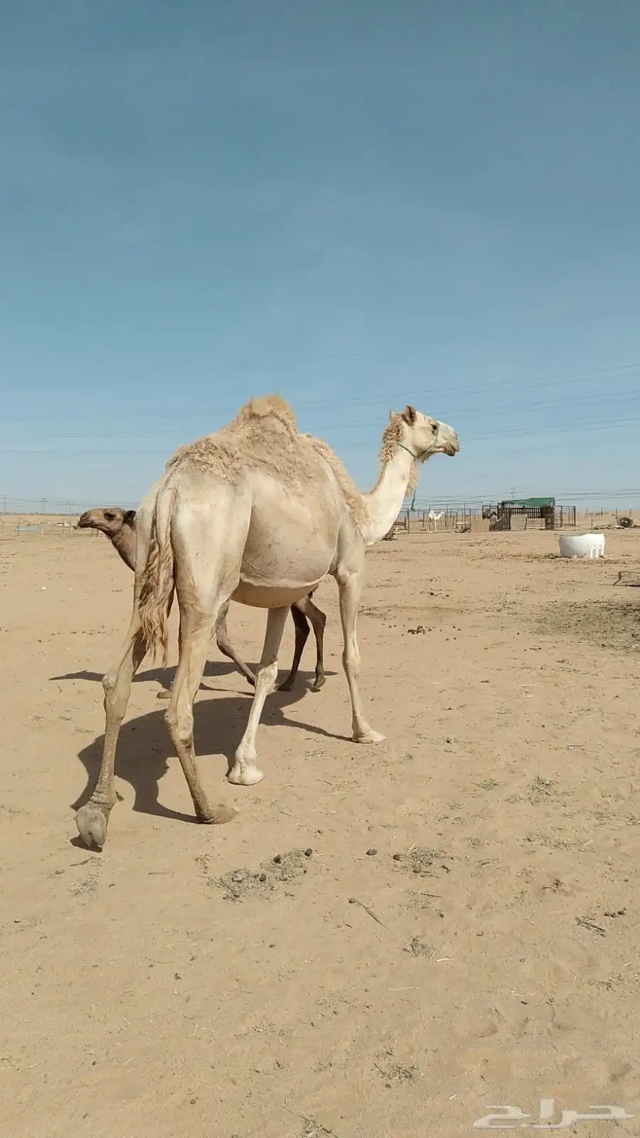 رحول أعشرا 4