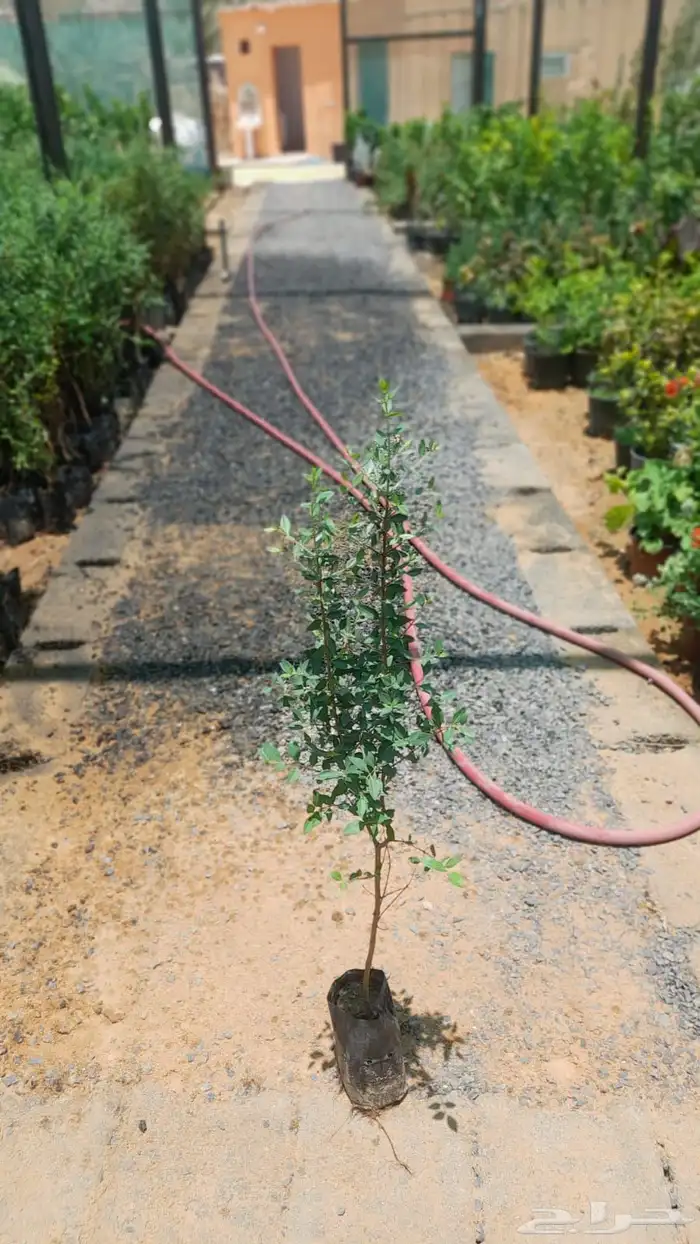 شتلات حناء 0