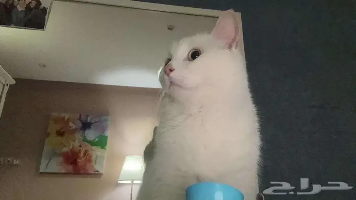 قط ذكر معقم للتبني 1