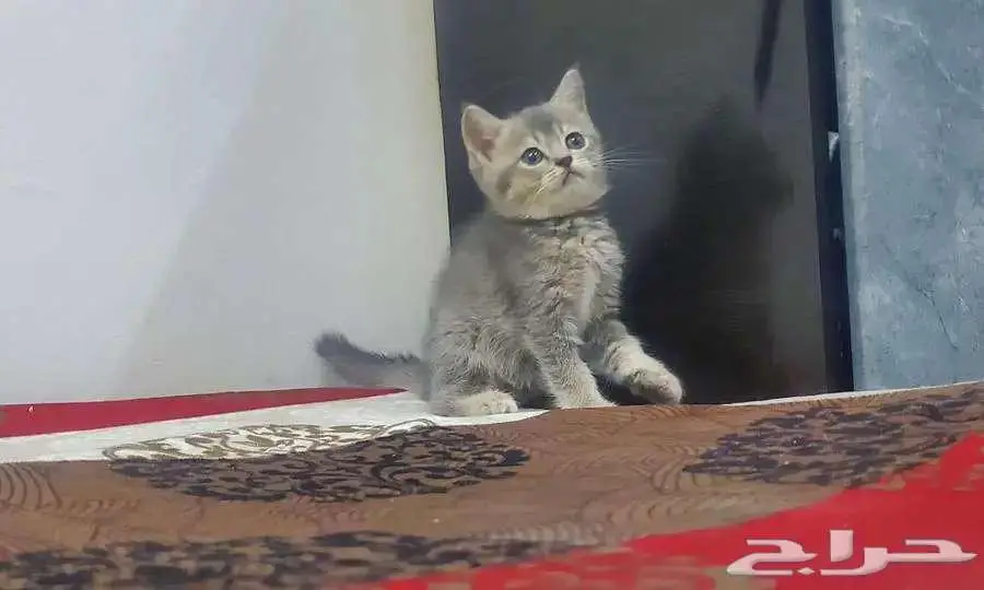 كيتن سكوتش ستريت 3