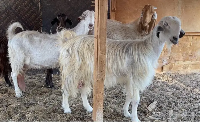للبيع اربعه روس معزه مع فحل كشميري 4