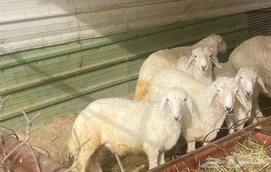 طليان للبيع 0