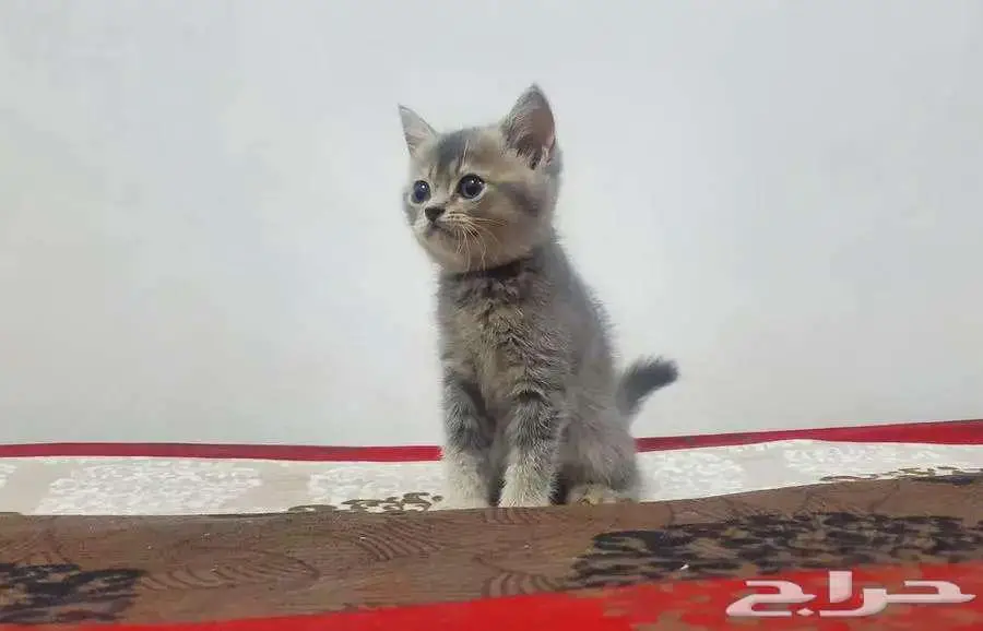 كيتن سكوتش ستريت 4