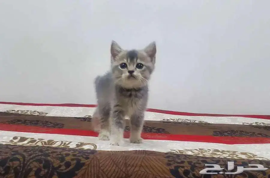 كيتن سكوتش ستريت 0