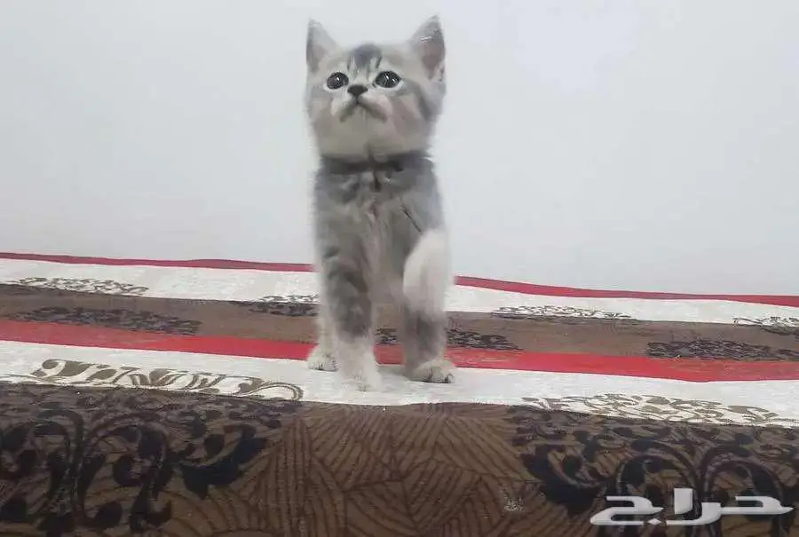 كيتن سكوتش ستريت 2