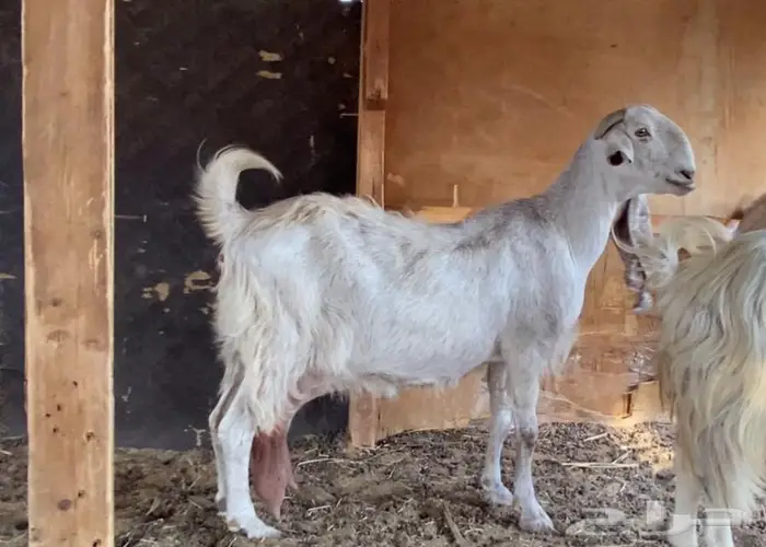 للبيع اربعه روس معزه مع فحل كشميري 6