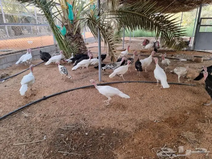 ديك رومي صحه وأحجام ما شاء الله 3