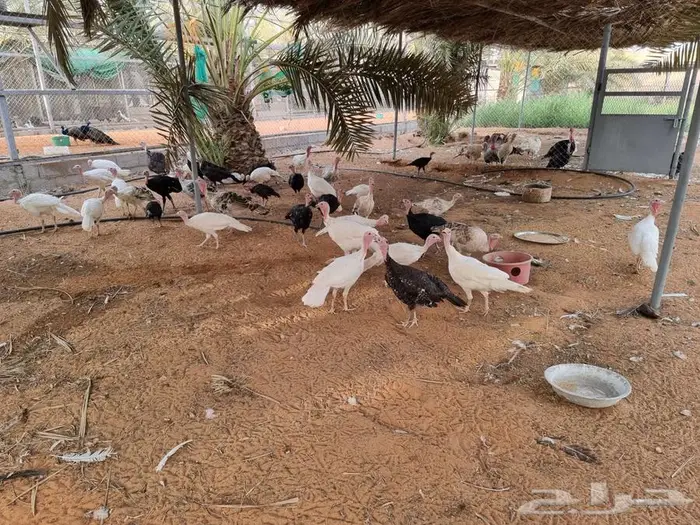 ديك رومي صحه وأحجام ما شاء الله 1